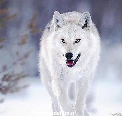 عکس گرگ سفید در برف - عکس نودی