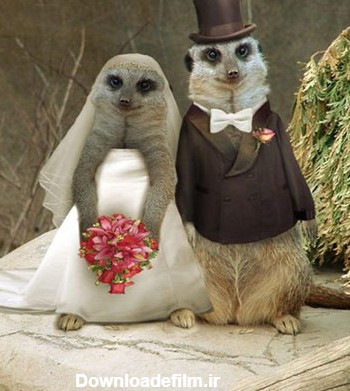 وقتی حیوانات با هم ازدواج می کنند (عکس)