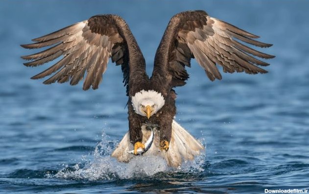 آخرین خبر | عقاب سرسفید در حال شکار ماهی