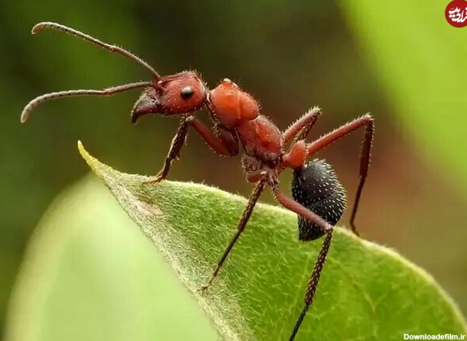 عکس) مورچه‌ای عظیم‌الجثه به بزرگی یک پرنده!