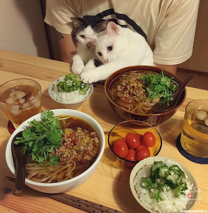 زن و شوهر ژاپنی هنگام خوردن غذا، با گربه هایشان عکس میگیرند