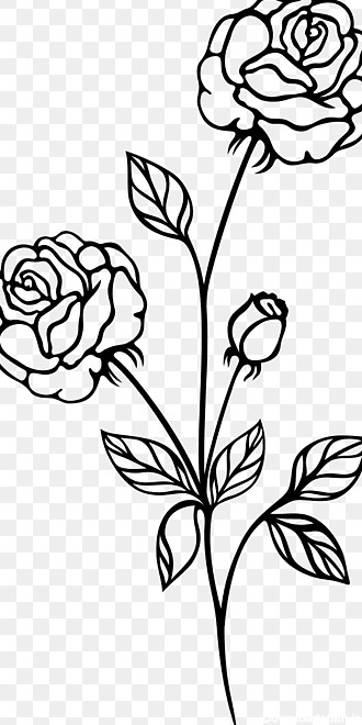 تصویر گل رز سیاه سفید