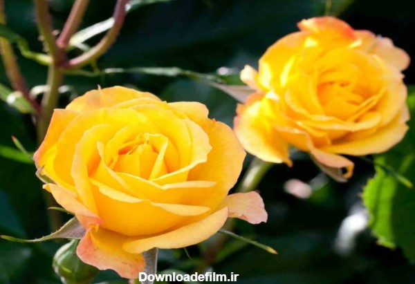 خرید گل رز هلندی زرد + بهترین قیمت - آراد برندینگ