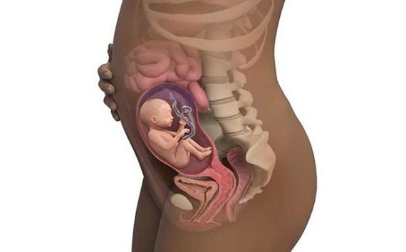 ماه ششم بارداری، شروع حرکات جنین شش ماهه شکم مادر