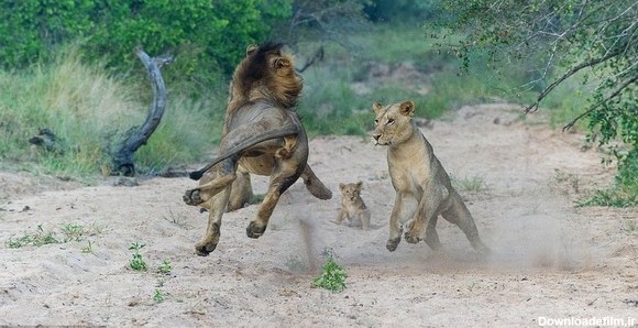 جمهور - سرانجام بازی خشن سلطان جنگل با بچه شیرها ! - اسلايد تصاوير ...