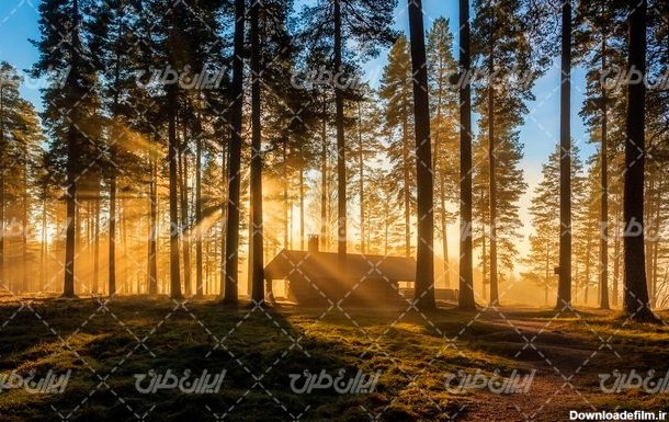 تصویر با کیفیت منظره کلبه جنگلی همراه با درخت و جنگل - ایران طرح