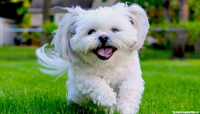 سگ شیتزو درسایت ارائه خدمات تخصصی به حیوانات خانگی لبخند حیوانات