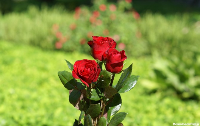 بهترین گلهای دنیا - گلهای رز بسیار زیبا. odessa-suveniri.od.ua