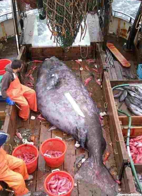 عکس های عجیب و بزرگ ترین ماهی های صید شده