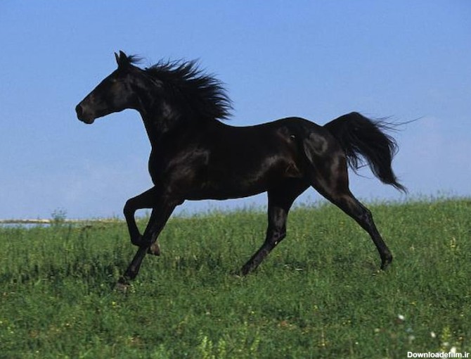 اسب سیاه زیبا