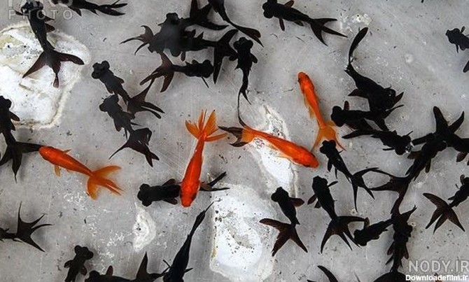 شکار غافلگیرانه‌ی ماهی قرمز توسط ماهی سیاه
