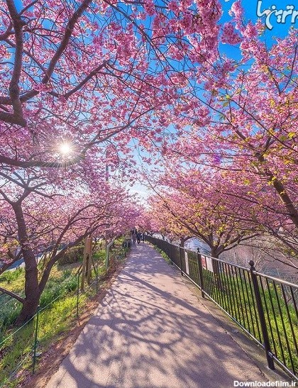 تصاویر جادویی شکوفه های گیلاس در ژاپن