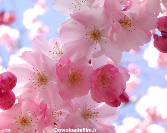 عکس هایی از شکوفه های زیبای گل ها