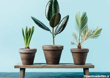 گیاهان آپارتمانی مفید برای سلامتی + عکس و شرایط نگهداری