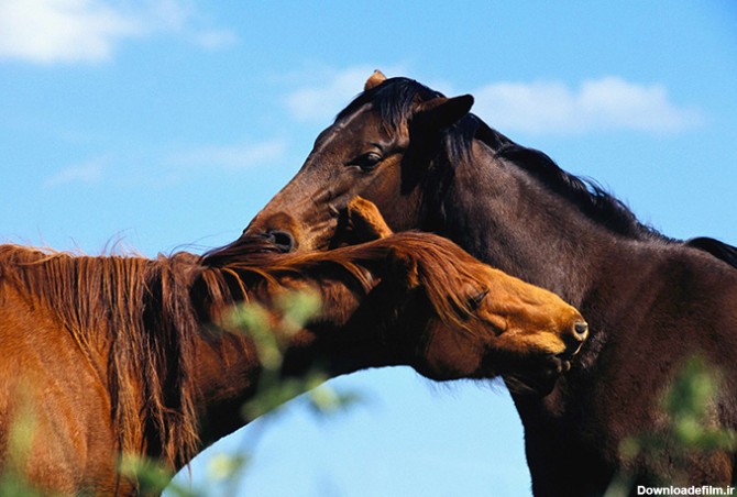 عکس اسب قهوه ای در دشت - مسترگراف