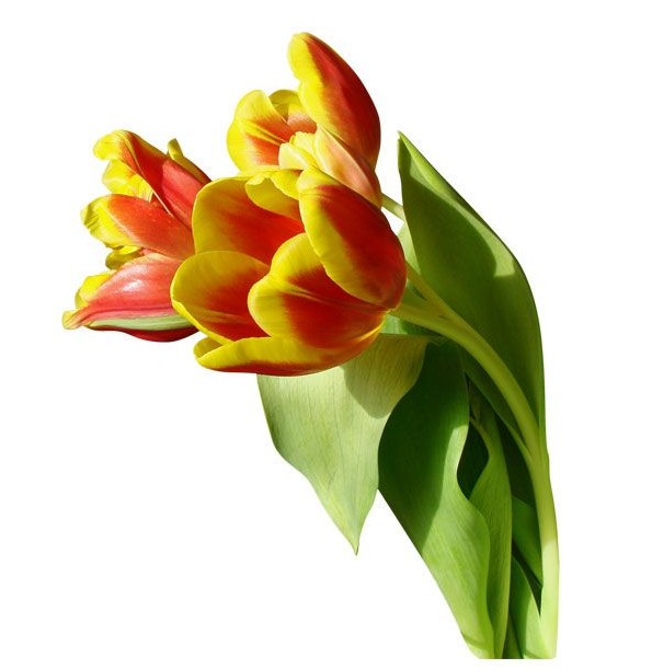 دانلود رایگان تصویر گل شقایق زرد و قرمز دوربری شده