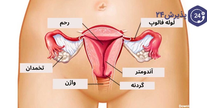 عکس داخلی رحم زنان