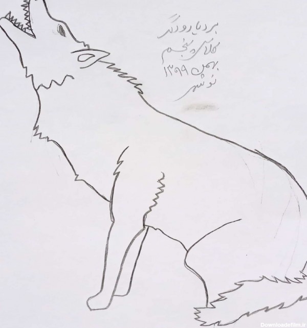نقاشی حیوانات - گرگ سفید