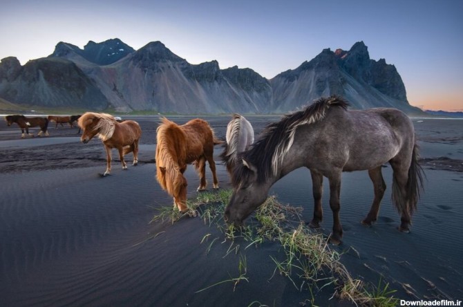 خبرآنلاین - عکس | چرای اسب‌های وحشی در عکس روز نشنال جئوگرافیک