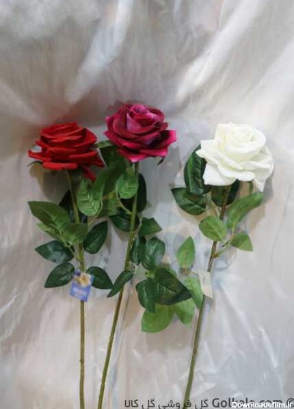 گل رز جیر سفید, قرمز, سرخابی