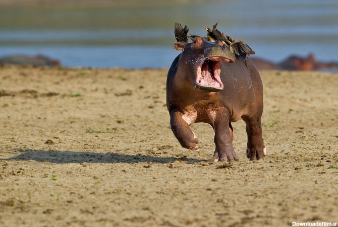 بهترین عکس‌های طنز حیوانات - تصاوير بزرگ - جهان نيوز