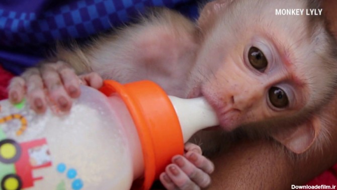 شیر خوردن بچه میمون