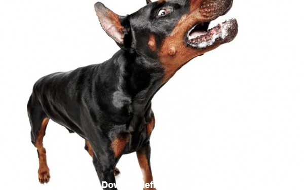 9 عکس سگ دوبرمن، عکسهای سگ دوبرمن اصیل کیفیت عالی
