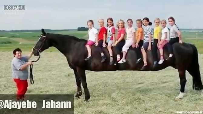 طولانی ترین اسب جهان