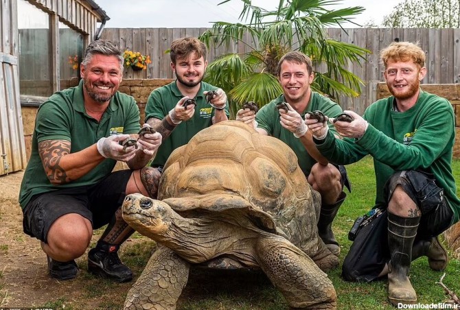 تصاویر لاک‌پشت ۷۰ ساله غول‌پیکر که با ۸ بچه جلوی انقراض خود را ...