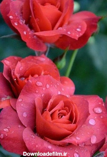 عکس زیبای گل محمدی