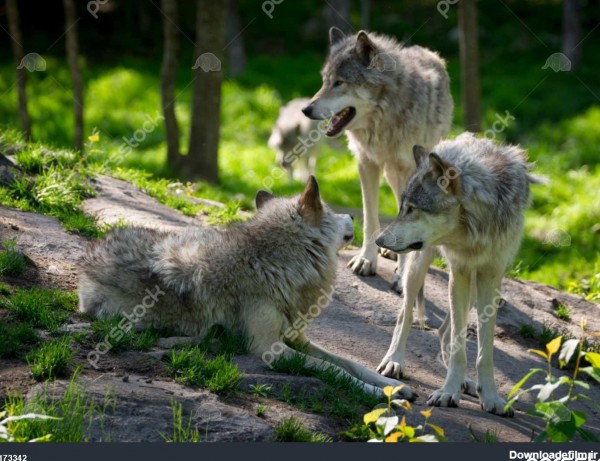 جمع آوری بسته گرگ کوچک با سه گرگ ها در جنگل های کانادا در پیش ...