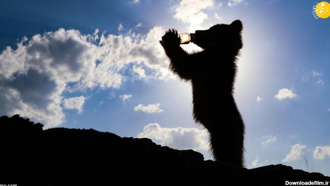فرارو | (تصاویر) بچه خرس و شیشه شیر