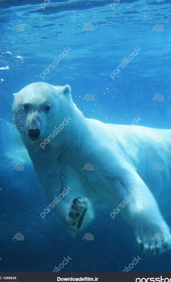 خرس قطبی در زیر آب شنا کردن 1295024