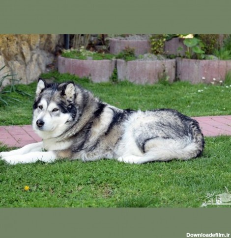معرفی و بررسی ویژگی های سگ نژاد مالاموت آلاسکایی (Alaskan Malamute)