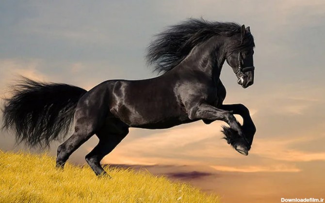 اسب سیاه و سفید