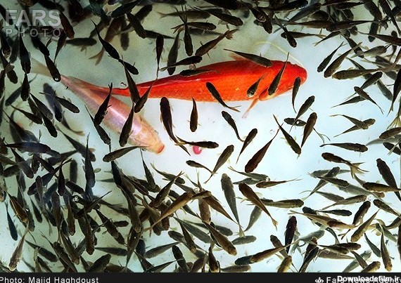 ماهی قرمز عید نوروز - تابناک | TABNAK