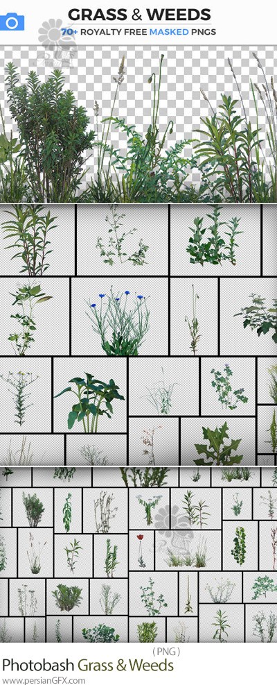 دانلود مجموعه تصاویر PNG چمن و علف های هرز - Grass And Weeds