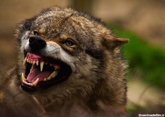 عکس های زیبا از گرگ ها