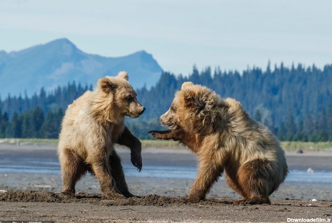 خبرآنلاین - تصاویر | شیطنت ۲ توله خرس در آلاسکا