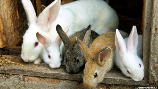 مدت بارداری خرگوش چقدر است؟-@ITPetnet