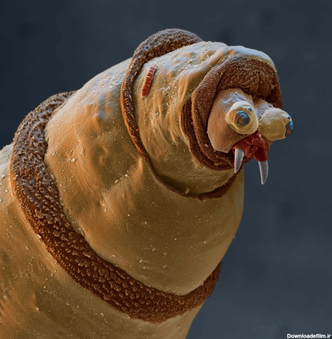 تصاویر جالب و دیدنی از موجودات ریز میکروسکوپی