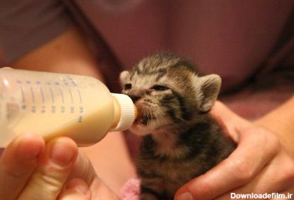 شیر دادن بچه گربه