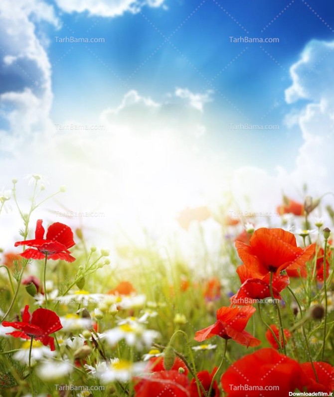 تصویر با کیفیت گل های شقایق و آسمان آبی