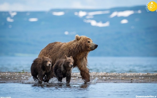 فرارو | (تصاویر) ماهیگیری دو بچه خرس