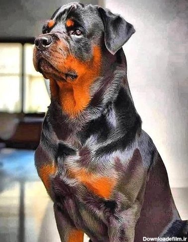 تصاویر مرتبط با فروش و عرضه سگ روتوایلر زیبا