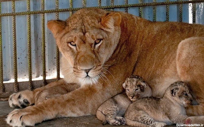 خبرآنلاین - تصاویر | تولد سه توله شیر آفریقایی در باغ وحش بابلسر