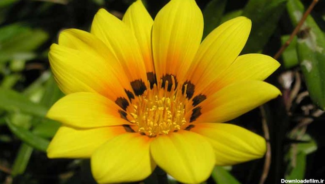 عکس گل زرد از نمای نزدیک