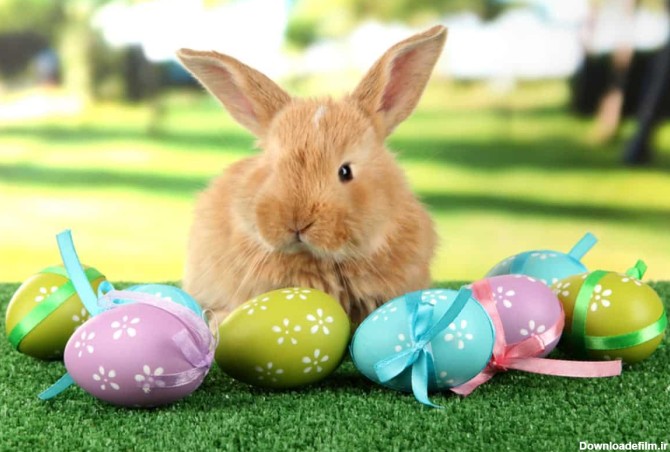 عید پاک چه روزی است و چرا خرگوش و تخم مرغ سمبل آن است ...