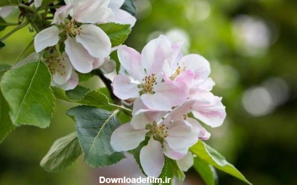 عکس شکوفه درخت سیب - عکس نودی
