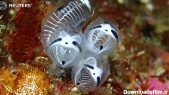 یک گونه دریایی جدید پیدا شده؛ پاندای اسکلتی دریایی کشف جدید محققان ژاپنی را ببینید (فیلم)